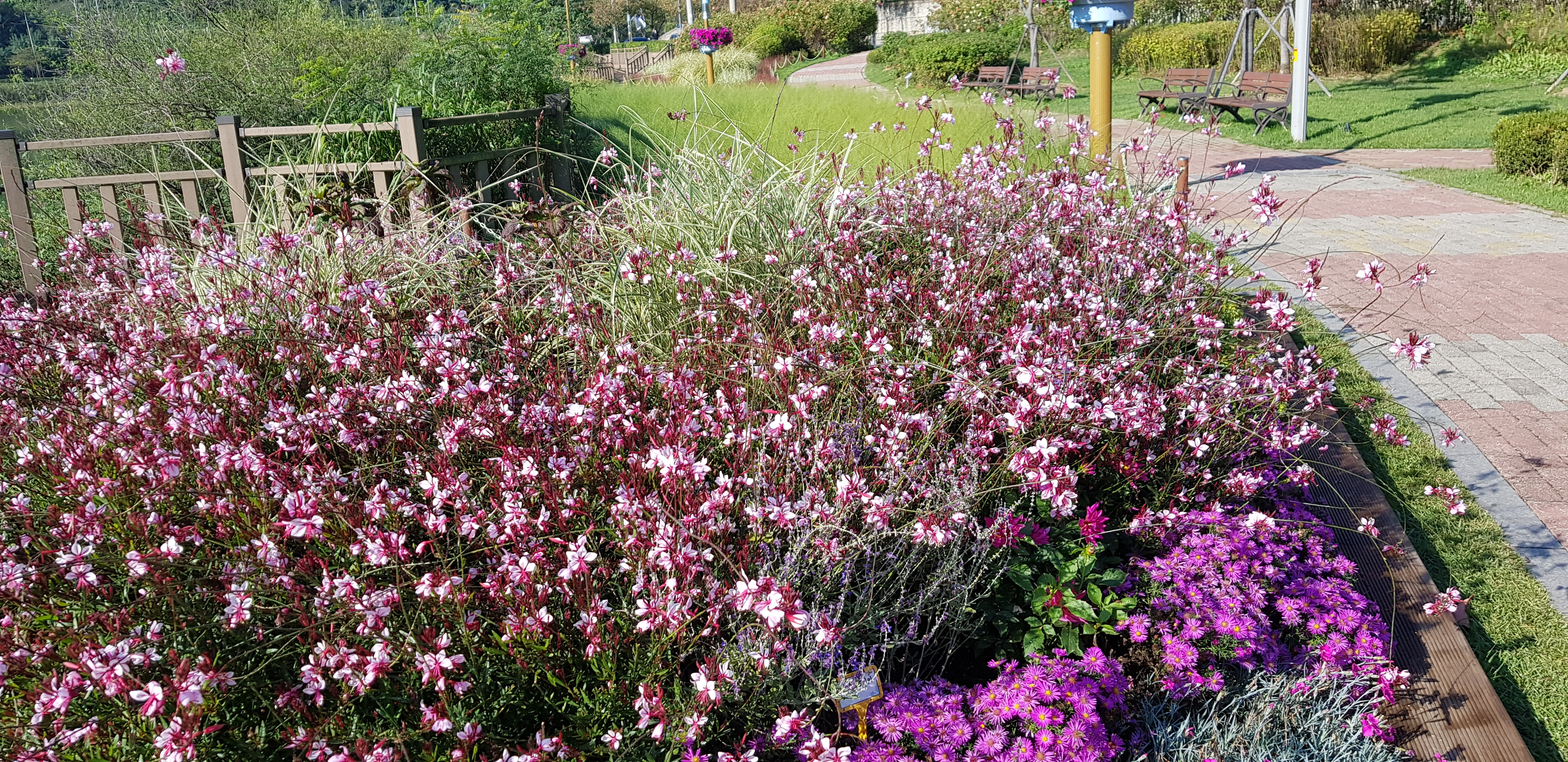 Gaura lindheimeri ‘Yongbi'